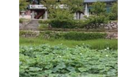 decorative lily pads